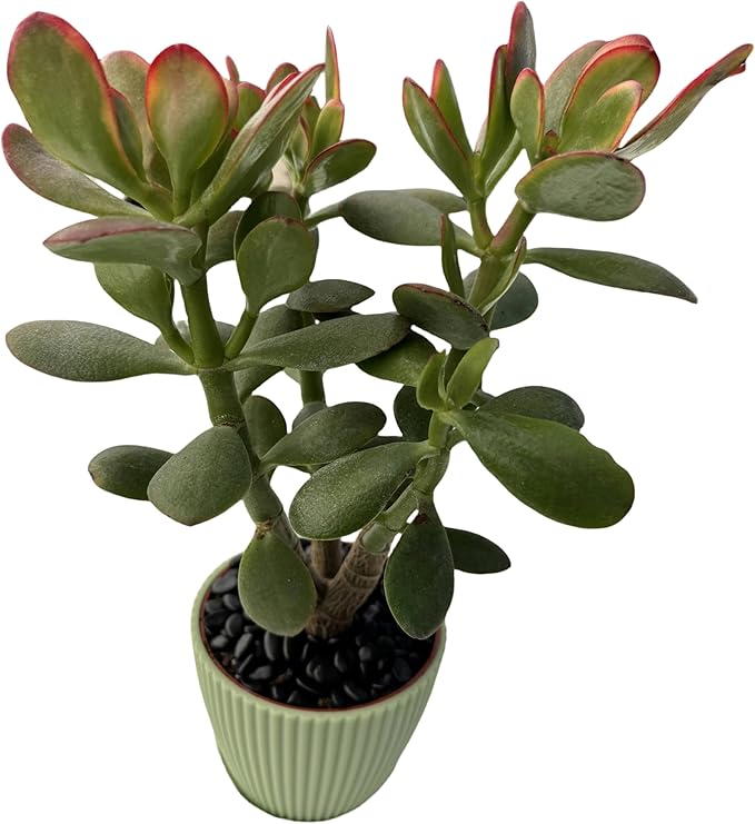 Sprout N Green Golden Jade with Green Stripe Pot, Live Crassula Ovata 'Hummel Sunset' Succulent, Rare Cute Plant, Home Office Décor