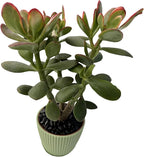 Sprout N Green Golden Jade with Green Stripe Pot, Live Crassula Ovata 'Hummel Sunset' Succulent, Rare Cute Plant, Home Office Décor