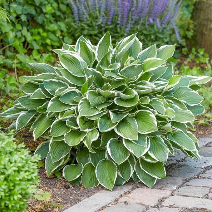 310+ USA Premium Rare Hosta Flower Seed for Planting Outdoors Garden Home Beauties