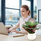 Realistic Artificial Potted Desk Plant Faux Calathea in Ceramic Pot, 8.7" Small Faux Greenery Fake Prayer Plant for Desk, Bathroom, Office, or Home Decor (Evergreen, Maintenance Free)