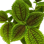 BubbleBlooms Pilea Mollis Moon Valley in a 4 inch Pot Friendship Plant