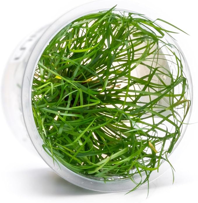 SubstrateSource Live Plant - Juncus Repens Tissue Culture Aquatic Live Aquarium Plant - 100% Snail Free in Vitro Cup (Juncus Repens)