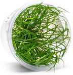 SubstrateSource Live Plant - Juncus Repens Tissue Culture Aquatic Live Aquarium Plant - 100% Snail Free in Vitro Cup (Juncus Repens)