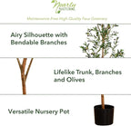 Artificial Potted Olive Tree - 6' - Green