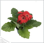 Live Gerbera Daisies - Assorted Colors (3 Plants Per Pack) - Beautiful Spring Flowers - 12" Tall by 5" Wide in 1 Qt Pot (Pack of 2)