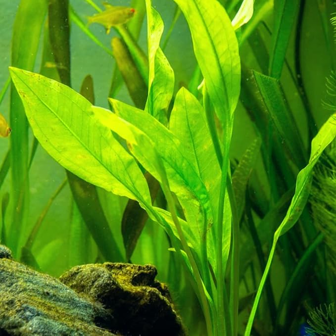 Mainam 4 Different Alternanthera Lilacina Amazon Sword Java Fern Java Moss Tropical Freshwater Live Aquarium Plant Decorations 3 Days BUY2GET1FREE