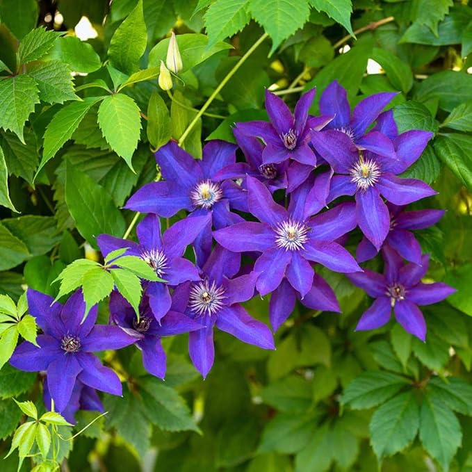 Clematis Vine Plant, Clematis Vine Plants Live in 2.5 Inch Pot, Perennial Climbing Clematis Plants Live for Outdoor Garden (Light Purple Flowers)