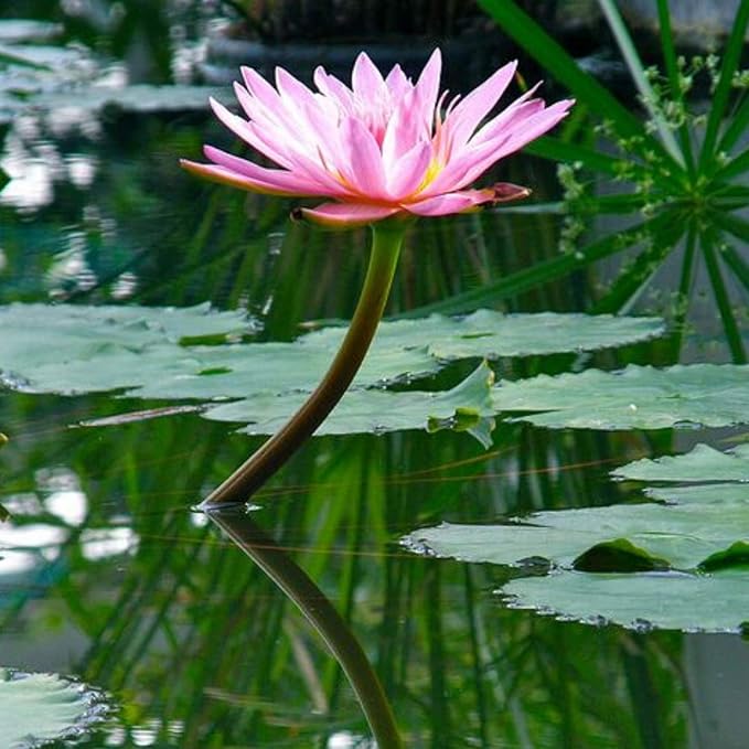Nymphaea Fabiola Pink Hardy Water Lily Rhizome Live Aquarium Plant BUY2GET1FREE