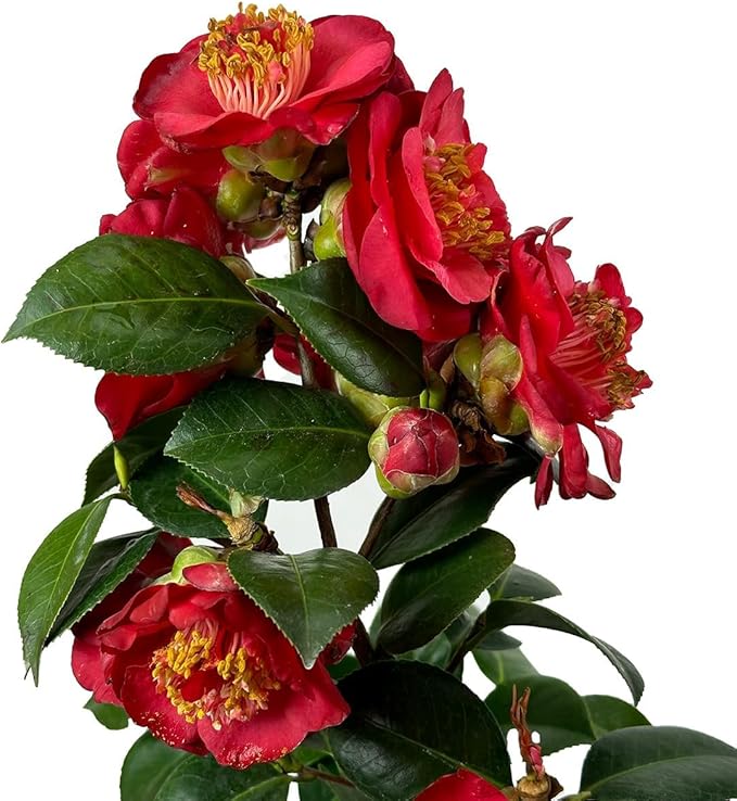 Blooming & Beautiful - April Tryst Camellia - 3 Gal - Evergreen Shrub - Fragrant Red Showy Blooms - Green Foliage - Zones 6-9 - Camellia Japonica ‘April Tryst’ - 3 Gallon Pot