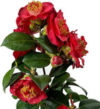 Blooming & Beautiful - April Tryst Camellia - 3 Gal - Evergreen Shrub - Fragrant Red Showy Blooms - Green Foliage - Zones 6-9 - Camellia Japonica ‘April Tryst’ - 3 Gallon Pot
