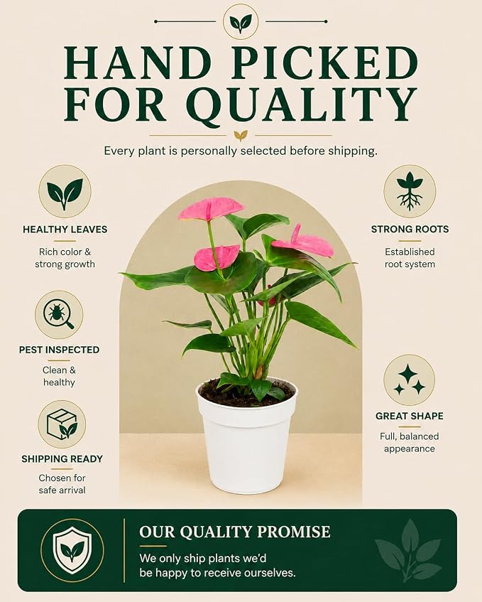 Anthurium Pink Live Plant, Flowering Houseplant for Indoors, Low Maintenance Long Lasting Flowers, Ships in Bloom