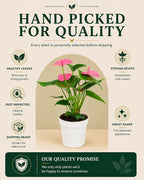 Anthurium Pink Live Plant, Flowering Houseplant for Indoors, Low Maintenance Long Lasting Flowers, Ships in Bloom