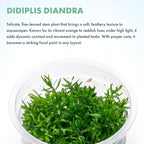SubstrateSource Live Plant - Peplis Diandra (Didiplis Diandra) - Foreground Stem with Bright Green and Orange Hues, Snail-Free in Vitro Aquarium Plant - Tissue Culture