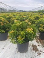 Pieris jap. 'Compacta' (Compact Japanese Andromeda) Evergreen, #3 - Size Container