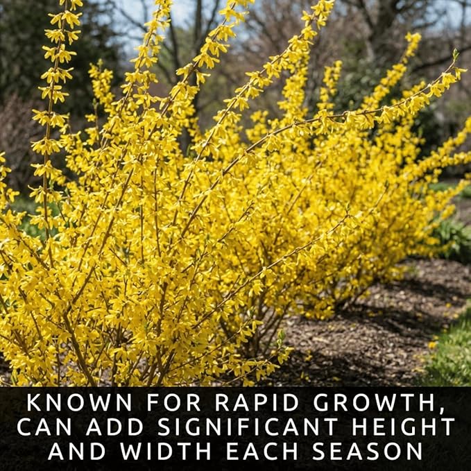 Live Forsythia Lynwood Gold Plants (3-Pack) – Fast Growing Yellow Flowering Shrubs – Hardy Spring Bloom Landscape Bushes – Outdoor Hedge & Border Plants