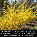 Live Forsythia Lynwood Gold Plants (3-Pack) – Fast Growing Yellow Flowering Shrubs – Hardy Spring Bloom Landscape Bushes – Outdoor Hedge & Border Plants