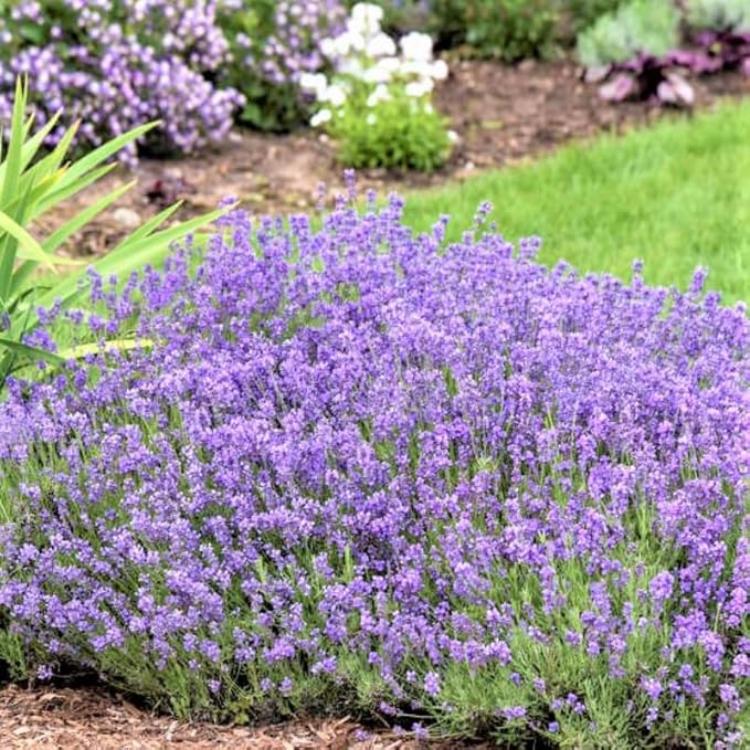4 Lavender Plants Live Starter Plants 4-6" in Tall, Hardy Perennial Lavender for Garden and Landscape with Fragrant Purple Blooms, No Pot (Creek)
