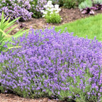 4 Lavender Plants Live Starter Plants 4-6" in Tall, Hardy Perennial Lavender for Garden and Landscape with Fragrant Purple Blooms, No Pot (Creek)
