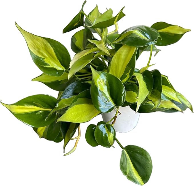 Hopewind Plnats Shop - Philodendron hederaceum Brasil, Rare Variety, Live Indoor Plant, 4 inch Pot