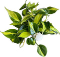 Hopewind Plnats Shop - Philodendron hederaceum Brasil, Rare Variety, Live Indoor Plant, 4 inch Pot