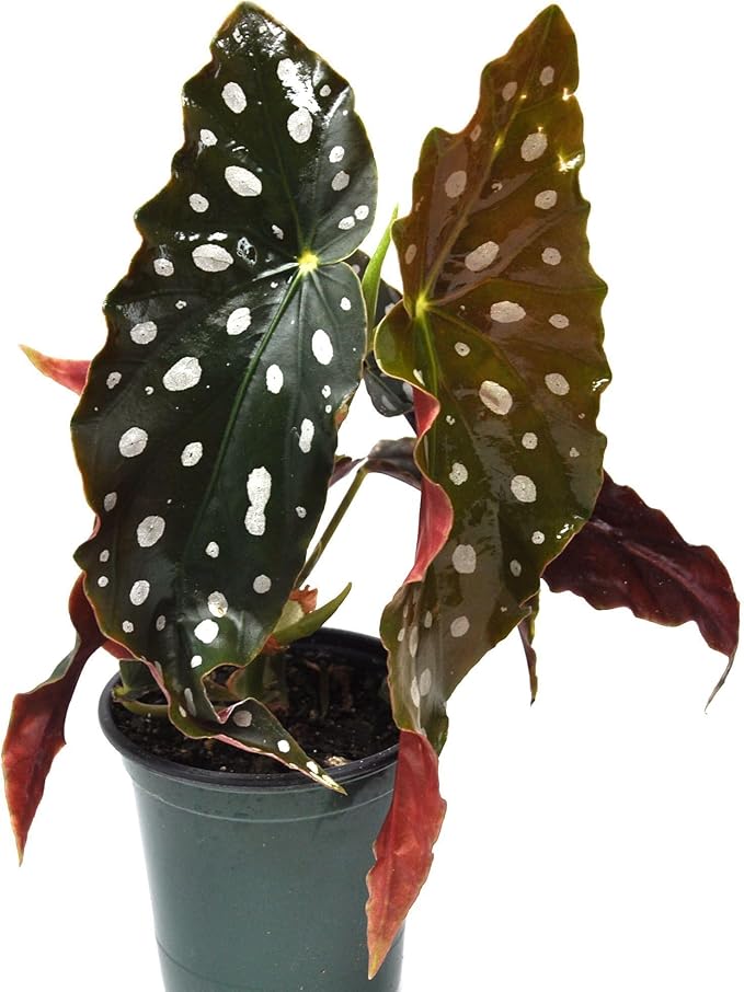 Begonia maculata 'Wightii', Polka Dot Begonia Plant Live, Clown Begonia, Trout Begonia, Spotted Begonia, houseplant, Spotted Angel Wing Foliage Rare, ContainerSize: 3.5"