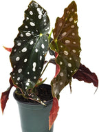 Begonia maculata 'Wightii', Polka Dot Begonia Plant Live, Clown Begonia, Trout Begonia, Spotted Begonia, houseplant, Spotted Angel Wing Foliage Rare, ContainerSize: 3.5"