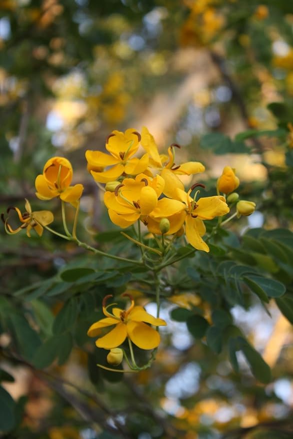 Cassia ‘Butterfly Bush’ (Senna bicapsularis) 2-Pack – 4-6 Inch Live Plants – Money Bush, Winter Cassia - Fast-Growing, Butterfly Magnet, Lush Tropical Foliage