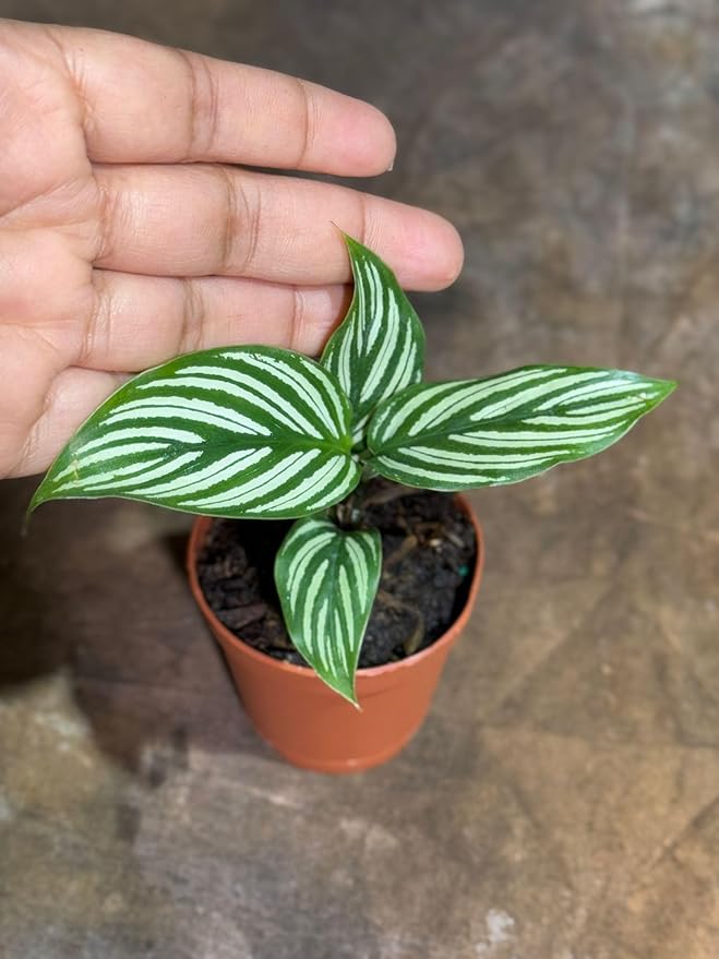 PLANTVERS Live Calathea Plant in 2" Grow Pot – Easy Care & Low Maintenance Tropical Houseplant – Air Purifying Indoor Plant for Low Light & Home Décor (Calathea 'Vittata')