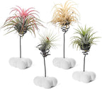 MITIME Air Plant Holder Set of 4,Home Office Desktop Decoration.Air Plant Stand.(Plants not Included) (Plants not Included) (Cloud Shape)