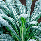 Set of 2 Live Blue Kale Plants, Edible Kale Vegetable Plant, 4 Inch Pot, for Planting