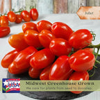 Clovers Garden Juliet Tomato Plants- Two (2) Live Plants – Non-GMO - Not Seeds – Each 4"-8" Tall in 4 Inch Pots - Plum-Type, Crack-Resistant