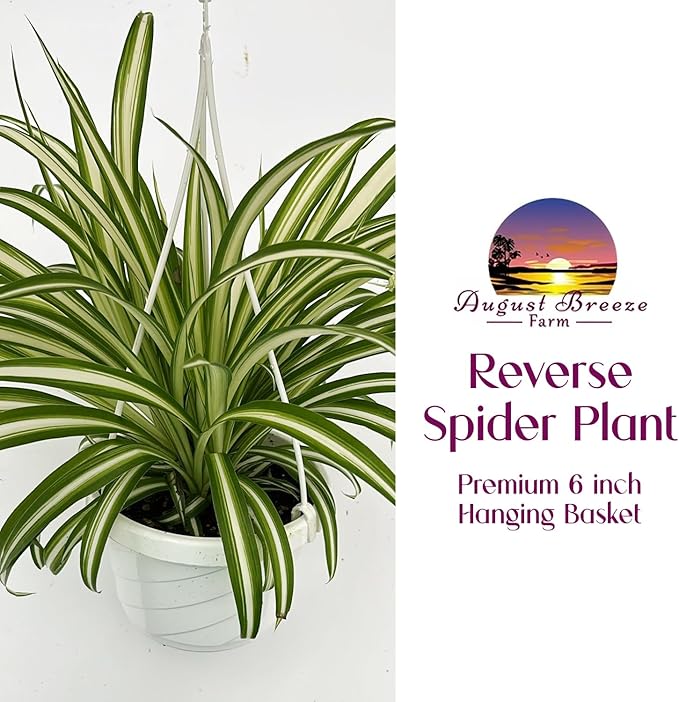 Live Reverse Spider Plants in 6 inch Hanging Basket - Chlorophytum Comosum Vittatum Plant for Home & Office Decor, Easy to Grow Air Purifying Houseplant White & Green Striped Foliage (1)
