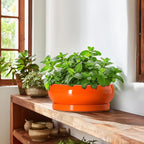 Bonsai Tree Pots - 10 Inch Ceramic Pots for Succulent Indoor Outdoor, Bonsai Pot with Drainage Hole and Tray, Round Planter Bowl, Shallow Planter, Home Decor, Housewarming Gift, Orange