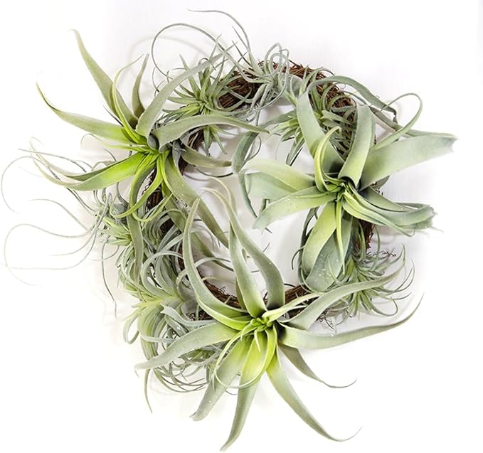 5PCS Artificial Flocking Tillandsia Air Plants Faux Succulents Bromeliads for Indoor/Outdoor Garden and Home Decor, Terrarium Decorations, Arrangements, Office and Displays(Assorted)