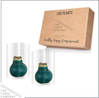 Waxed Amaryllis Bulb 2-Pack – Green Wax with Red Blooms – Live Holiday Gift Plant, Easy Care, No Watering Needed