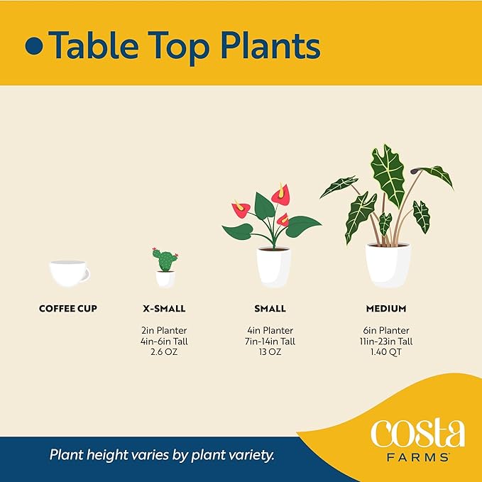 Costa Farms Mini Live Succulents, Echeveria Houseplant, Beautiful Live Indoor Plants in Cute Décor Stone Planter Pots, Great Gift for Perfect Room Décor, 4-Inches Tall (2-Pack)