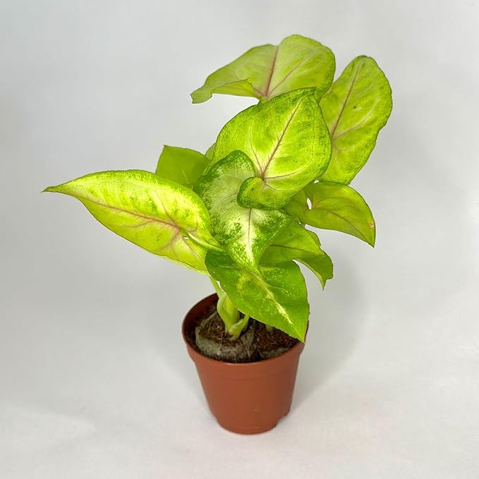 Live Syngonium Golden Allusion Starter Plant - Easy to Maintain, Air Purifying Indoor Houseplant, Home, Room, or Office Decor, House Warming or Birthday Gift (Heat Pack Included)