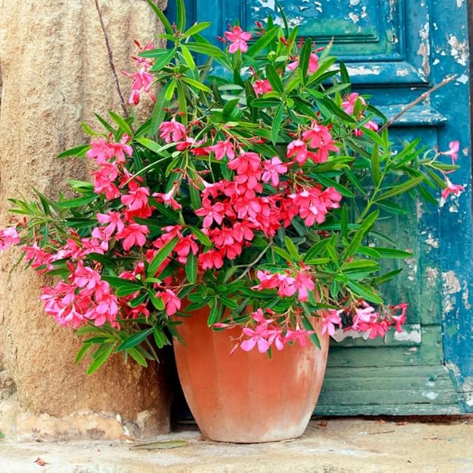 2 Pink Oleander Plants Live, 4-8" Tall Starter Plant, Hardy Flowering Shrub for Outdoor Garden