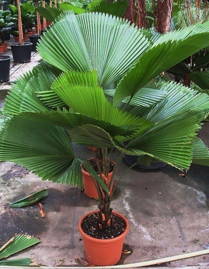 Seeds Chinese Fan Palm Livistona - Growing Indoor - Perennial Tree for Planting