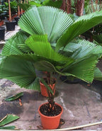 Seeds Chinese Fan Palm Livistona - Growing Indoor - Perennial Tree for Planting