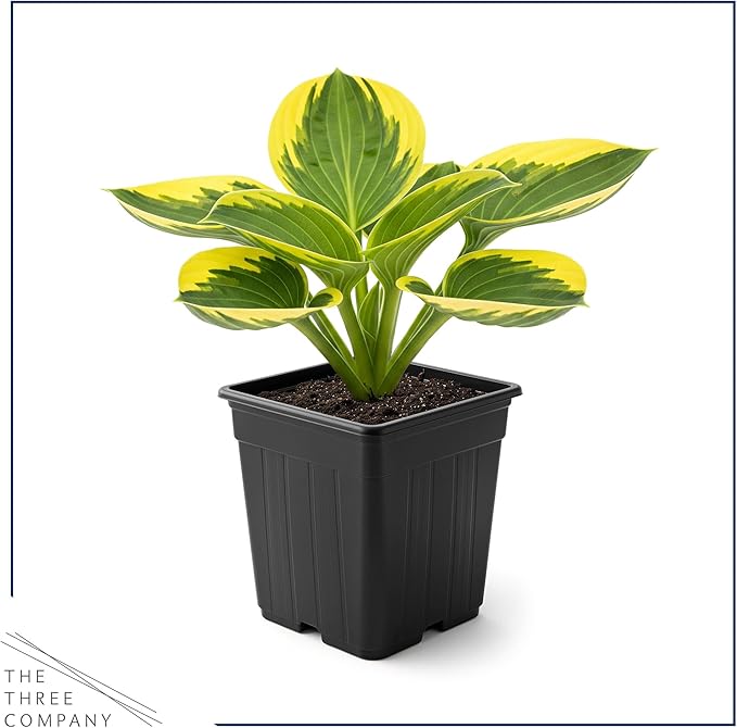 Live Perennial Hosta - Queen Josephine (3 Plants Per Pack) Beautiful Accent Plant, 10" Tall by 4" Wide in 1 Qt Pot
