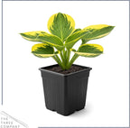Live Perennial Hosta - Queen Josephine (3 Plants Per Pack) Beautiful Accent Plant, 10" Tall by 4" Wide in 1 Qt Pot