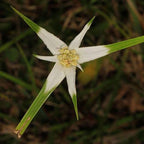 Star Grass, a Great Live Pond Plant for Your Water Garden. Filters koi and Goldfish Ponds. Good for Bogs, Plant Shelf or Shallow Water This marginal Aquatic is a Real Beauty