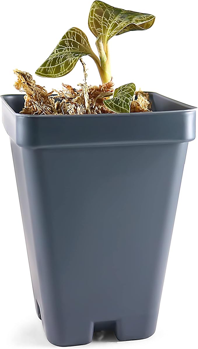 Macodes Petola (Jewel Orchid), Dense Lighting Bolt Patten (Gold Veins), Potted