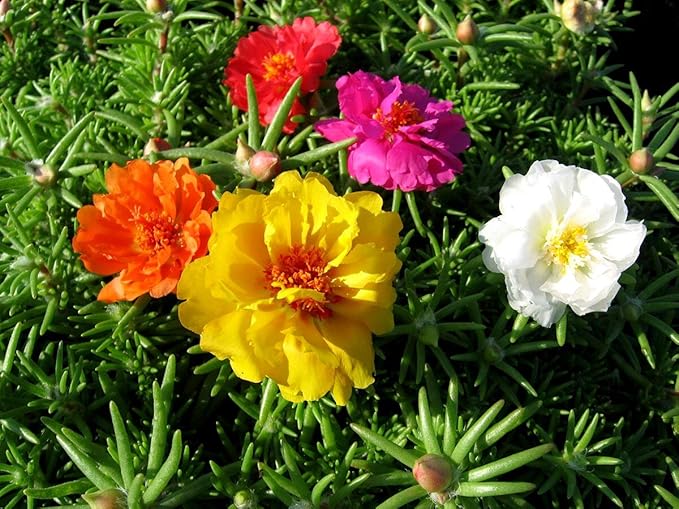 Purslane Double Flower Mix Terry Portulaca Grandiflora Seed Mix 500+ Seeds for Growing Flower Garden