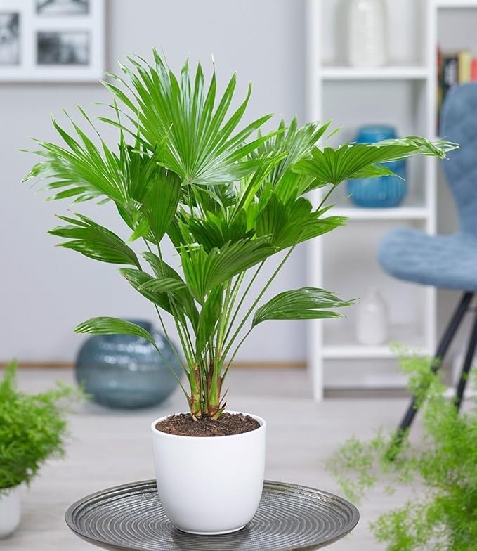 Seeds Chinese Fan Palm Livistona - Growing Indoor - Perennial Tree for Planting