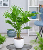 Seeds Chinese Fan Palm Livistona - Growing Indoor - Perennial Tree for Planting