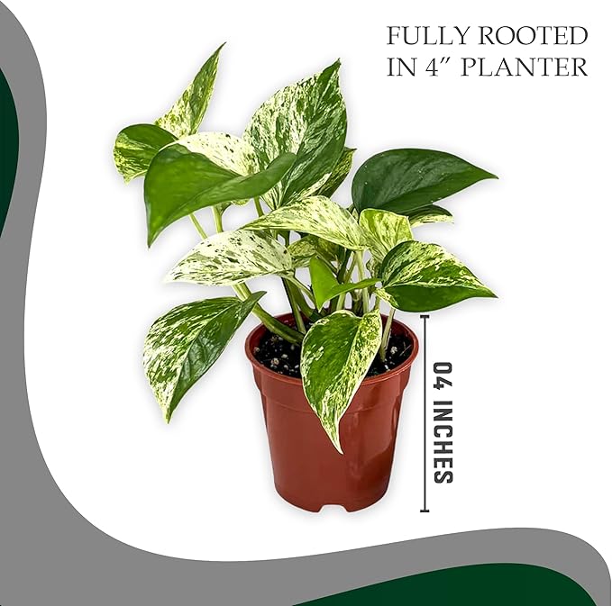 Marble Queen Pothos – Live 4” Epipremnum with Creamy Variegated Foliage | Easy-Care Trailing Vine | Air-Purifying Indoor Houseplant for Low Light Rooms, Office Desks or Home Decor (Heat Pack Included)