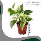 Marble Queen Pothos – Live 4” Epipremnum with Creamy Variegated Foliage | Easy-Care Trailing Vine | Air-Purifying Indoor Houseplant for Low Light Rooms, Office Desks or Home Decor (Heat Pack Included)