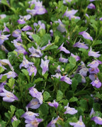 RedCrocus Creeping Mazus Mazus reptans 'Blue' | Ground Cover, Border Plant, Rock Garden | Evergreen, Pollinator Attractant, Pet Safe 1 Quart